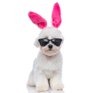 emergency-dental-care